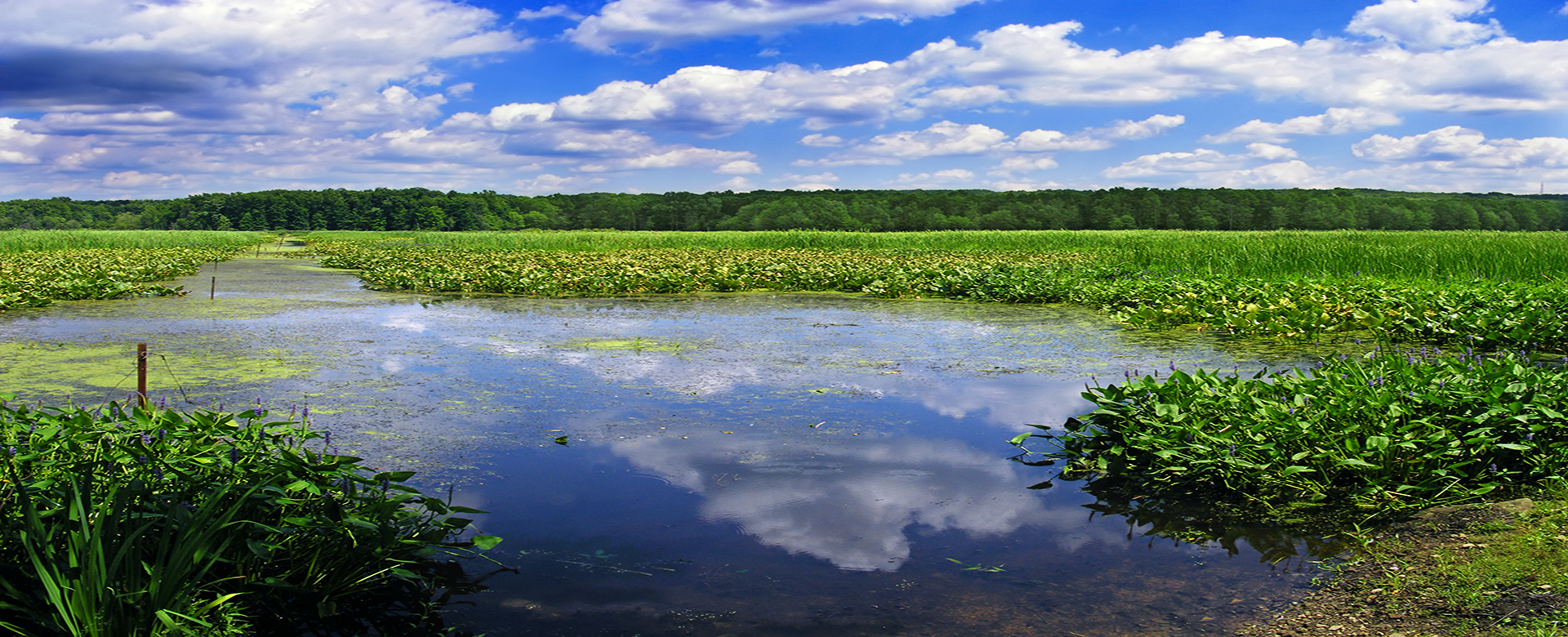 What Does Native Habitat Mean